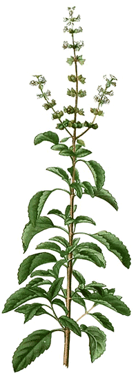 Tulsi, indidisches Basilikum (Ocimum tenuiflorum)