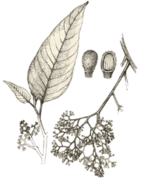 Ucuuba Virola sebifera