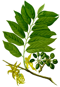Ylang-Ylang