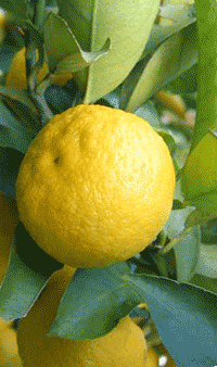 Yuzu