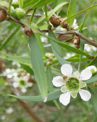 Zitronenmyrte Leptospermum petersonii