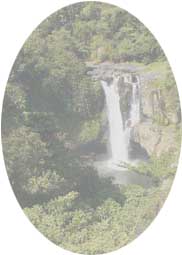 Regenwald in Indonesien